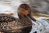Filename=0919_fotowilga~0.JPG
Filesize=284KB
Dimensions=700x470
Date added=Nov 01, 2021 0919_fotowilga~0.JPG