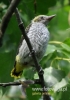 Filename=091_fotowilga~28.JPG
Filesize=76KB
Dimensions=339x480
Date added=Apr 26, 2016 091_fotowilga~28.JPG