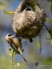 Filename=091_fotowilga~42.JPG
Filesize=262KB
Dimensions=525x700
Date added=Apr 18, 2017 091_fotowilga~42.JPG