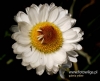 Filename=091_fotowilga~49.JPG
Filesize=87KB
Dimensions=588x480
Date added=Oct 24, 2017 091_fotowilga~49.JPG