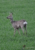 091_fotowilga~51.JPG