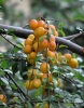 Filename=091_fotowilga~59.JPG
Filesize=314KB
Dimensions=550x700
Date added=Feb 02, 2019 091_fotowilga~59.JPG