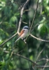 Filename=091_fotowilga~60.JPG
Filesize=231KB
Dimensions=499x700
Date added=Feb 03, 2019 091_fotowilga~60.JPG
