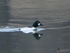 Filename=091_fotowilga~61.JPG
Filesize=241KB
Dimensions=700x525
Date added=Feb 06, 2019 091_fotowilga~61.JPG