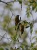Filename=091_fotowilga~63.JPG
Filesize=238KB
Dimensions=525x700
Date added=Apr 01, 2019 091_fotowilga~63.JPG
