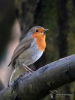 Filename=091_fotowilga~64.JPG
Filesize=252KB
Dimensions=525x700
Date added=Jun 02, 2019 091_fotowilga~64.JPG