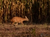 Filename=091_fotowilga~66.JPG
Filesize=334KB
Dimensions=700x525
Date added=Nov 28, 2019 091_fotowilga~66.JPG