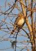 Filename=092_fotowilga~13.JPG
Filesize=102KB
Dimensions=343x480
Date added=Oct 09, 2014 092_fotowilga~13.JPG
