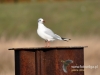 Filename=092_fotowilga~26.JPG
Filesize=79KB
Dimensions=640x480
Date added=Feb 10, 2016 092_fotowilga~26.JPG