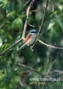 Filename=092_fotowilga~32.JPG
Filesize=58KB
Dimensions=343x480
Date added=Jul 20, 2016 092_fotowilga~32.JPG