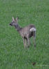 Filename=092_fotowilga~47.JPG
Filesize=282KB
Dimensions=499x700
Date added=Dec 12, 2017 092_fotowilga~47.JPG