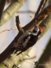 Filename=092_fotowilga~48.JPG
Filesize=238KB
Dimensions=525x700
Date added=Jan 02, 2018 092_fotowilga~48.JPG