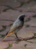 Filename=092_fotowilga~56.JPG
Filesize=267KB
Dimensions=525x700
Date added=Aug 05, 2018 092_fotowilga~56.JPG