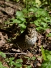 Filename=092_fotowilga~60.JPG
Filesize=313KB
Dimensions=525x700
Date added=Mar 04, 2019 092_fotowilga~60.JPG