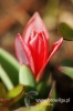 Filename=093_fotowilga~0.JPG
Filesize=78KB
Dimensions=360x540
Date added=Jan 28, 2013 093_fotowilga~0.JPG