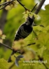 Filename=093_fotowilga~27.JPG
Filesize=76KB
Dimensions=343x480
Date added=Mar 22, 2016 093_fotowilga~27.JPG