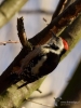 Filename=093_fotowilga~44.JPG
Filesize=246KB
Dimensions=525x700
Date added=Jan 10, 2018 093_fotowilga~44.JPG