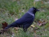 Filename=093_fotowilga~45.JPG
Filesize=304KB
Dimensions=700x525
Date added=Feb 11, 2018 093_fotowilga~45.JPG