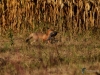 Filename=093_fotowilga~49.JPG
Filesize=385KB
Dimensions=700x525
Date added=Nov 15, 2018 093_fotowilga~49.JPG