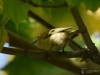 Filename=093_fotowilga~52.JPG
Filesize=229KB
Dimensions=700x525
Date added=Feb 12, 2019 093_fotowilga~52.JPG