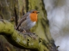 Filename=093_fotowilga~55.JPG
Filesize=245KB
Dimensions=700x525
Date added=May 08, 2019 093_fotowilga~55.JPG