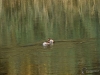 Filename=093_fotowilga~60.JPG
Filesize=302KB
Dimensions=700x525
Date added=Dec 16, 2019 093_fotowilga~60.JPG