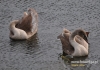 094_fotowilga~18.JPG