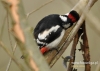 Filename=094_fotowilga~22.JPG
Filesize=92KB
Dimensions=640x457
Date added=Dec 04, 2015 094_fotowilga~22.JPG