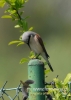 Filename=094_fotowilga~31.JPG
Filesize=50KB
Dimensions=343x480
Date added=Jul 17, 2016 094_fotowilga~31.JPG