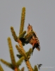 Filename=094_fotowilga~32.JPG
Filesize=220KB
Dimensions=550x700
Date added=Jan 29, 2019 094_fotowilga~32.JPG