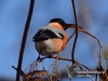 Filename=094_fotowilga~37.JPG
Filesize=73KB
Dimensions=640x480
Date added=Dec 06, 2016 094_fotowilga~37.JPG