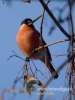 Filename=094_fotowilga~38.JPG
Filesize=55KB
Dimensions=360x480
Date added=Jan 11, 2017 094_fotowilga~38.JPG