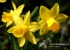 Filename=094_fotowilga~45.JPG
Filesize=87KB
Dimensions=640x457
Date added=Mar 06, 2017 094_fotowilga~45.JPG