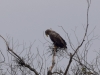 Filename=094_fotowilga~60.JPG
Filesize=225KB
Dimensions=700x525
Date added=Mar 13, 2019 094_fotowilga~60.JPG