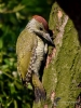 Filename=094_fotowilga~65.JPG
Filesize=333KB
Dimensions=525x700
Date added=Jun 09, 2019 094_fotowilga~65.JPG