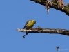 Filename=094_fotowilga~67.JPG
Filesize=214KB
Dimensions=700x525
Date added=Dec 02, 2019 094_fotowilga~67.JPG