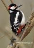 Filename=095_fotowilga~21.JPG
Filesize=71KB
Dimensions=343x480
Date added=Dec 04, 2015 095_fotowilga~21.JPG