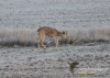 Filename=095_fotowilga~25.JPG
Filesize=127KB
Dimensions=640x457
Date added=Feb 28, 2016 095_fotowilga~25.JPG