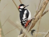 Filename=095_fotowilga~38.JPG
Filesize=94KB
Dimensions=640x480
Date added=Jan 31, 2017 095_fotowilga~38.JPG