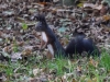 Filename=095_fotowilga~54.JPG
Filesize=348KB
Dimensions=700x525
Date added=Nov 23, 2017 095_fotowilga~54.JPG