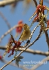 Filename=095_fotowilga~55.JPG
Filesize=79KB
Dimensions=343x480
Date added=Dec 11, 2017 095_fotowilga~55.JPG