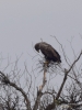 Filename=095_fotowilga~60.JPG
Filesize=234KB
Dimensions=525x700
Date added=Oct 24, 2018 095_fotowilga~60.JPG
