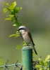 Filename=095_fotowilga~62.JPG
Filesize=208KB
Dimensions=499x700
Date added=Jan 04, 2019 095_fotowilga~62.JPG