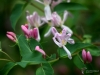 Filename=095_fotowilga~65.JPG
Filesize=229KB
Dimensions=700x525
Date added=Apr 04, 2019 095_fotowilga~65.JPG