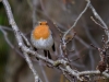 Filename=095_fotowilga~66.JPG
Filesize=274KB
Dimensions=700x525
Date added=May 07, 2019 095_fotowilga~66.JPG