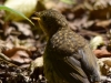 Filename=095_fotowilga~68.JPG
Filesize=287KB
Dimensions=700x525
Date added=Aug 02, 2019 095_fotowilga~68.JPG