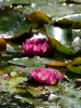 Filename=095_fotowilga~69.JPG
Filesize=294KB
Dimensions=525x700
Date added=Oct 13, 2019 095_fotowilga~69.JPG