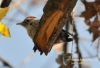 Filename=096_fotowilga~16.JPG
Filesize=89KB
Dimensions=640x438
Date added=Nov 07, 2015 096_fotowilga~16.JPG