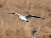 Filename=096_fotowilga~20.JPG
Filesize=72KB
Dimensions=640x480
Date added=Feb 10, 2016 096_fotowilga~20.JPG