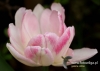 Filename=096_fotowilga~24.JPG
Filesize=69KB
Dimensions=640x457
Date added=May 14, 2016 096_fotowilga~24.JPG